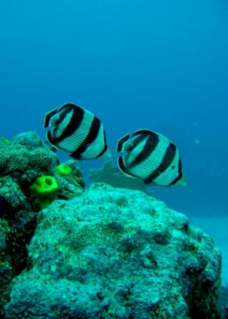  Wonders of the seabed 